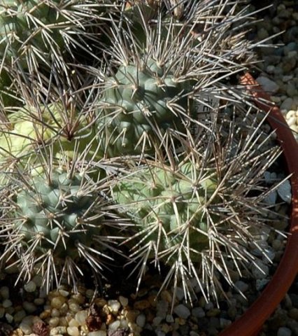 Tephrocactus_alexanderi_2